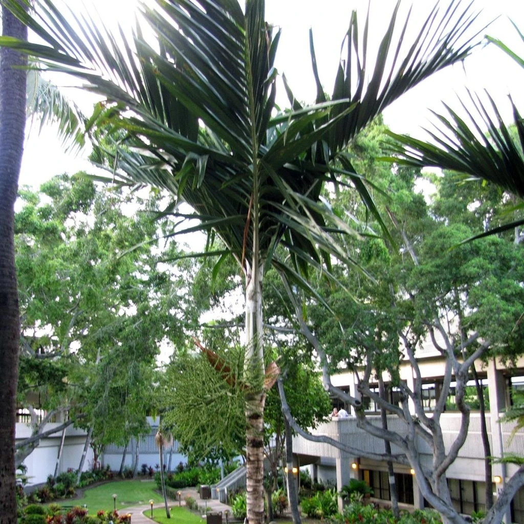 Veitchia Joannis - Palmier Des îles Fidji 1 Veitchia Joannis - Palmier Des îles Fidji