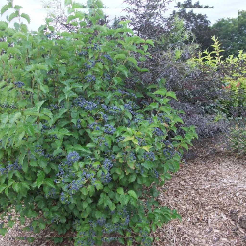 Viburnum Dentatum Blue Muffin - Viorne Dentée 1 Viburnum Dentatum Blue Muffin - Viorne Dentée