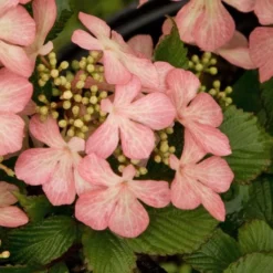 Viorne - Viburnum Plicatum Pink Beauty