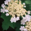 Viorne Trilobée - Viburnum Trilobum Wentworth