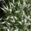 Vitex Agnus-castus Silver Spire - Gattilier