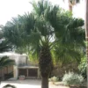Washingtonia Filifera - Palmier à Jupon