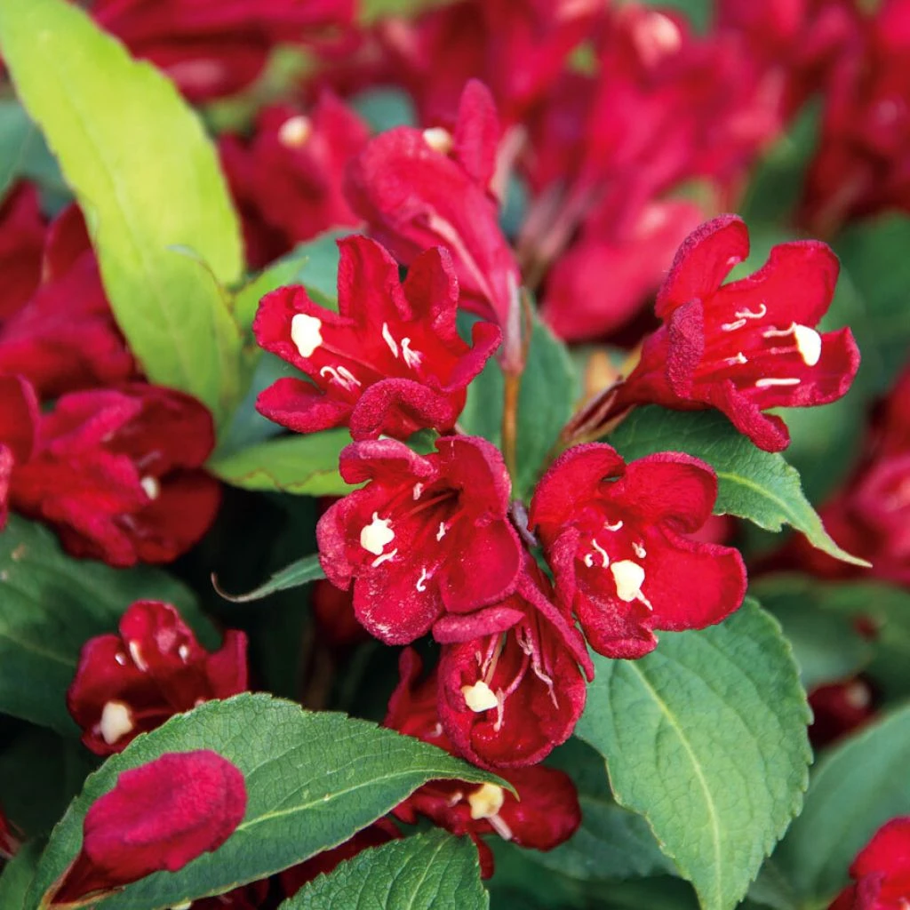 Weigelia Hybride Cherry Love 1 Weigelia Hybride Cherry Love