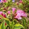 Weigela Florida Magical Rainbow