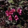 Weigela Florida Minor Black