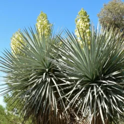 Yucca Rigida - Yucca Bleu