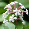 Abelia Mosanensis Monia - Abélia Parfumé