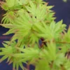 Erable Du Japon Nain - Acer Palmatum Berry Broom