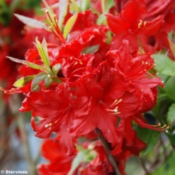 Azalée De Chine Wallowa Red - Rhododendron Hybride