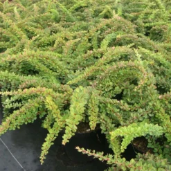 Berberis Thunbergii Green Carpet - Epine-vinette