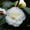 Camélia Nobilissima - Camellia Japonica