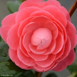 Camélia Valtevareda - Camellia Japonica