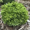 Cryptomeria Japonica Green Pearl - Cèdre Du Japon