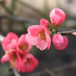 Cognassier Du Japon Pink Lady - Chaenomeles Superba