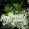 Chionanthus Virginicus - Arbre De Neige