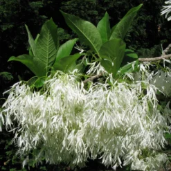Chionanthus Virginicus - Arbre De Neige