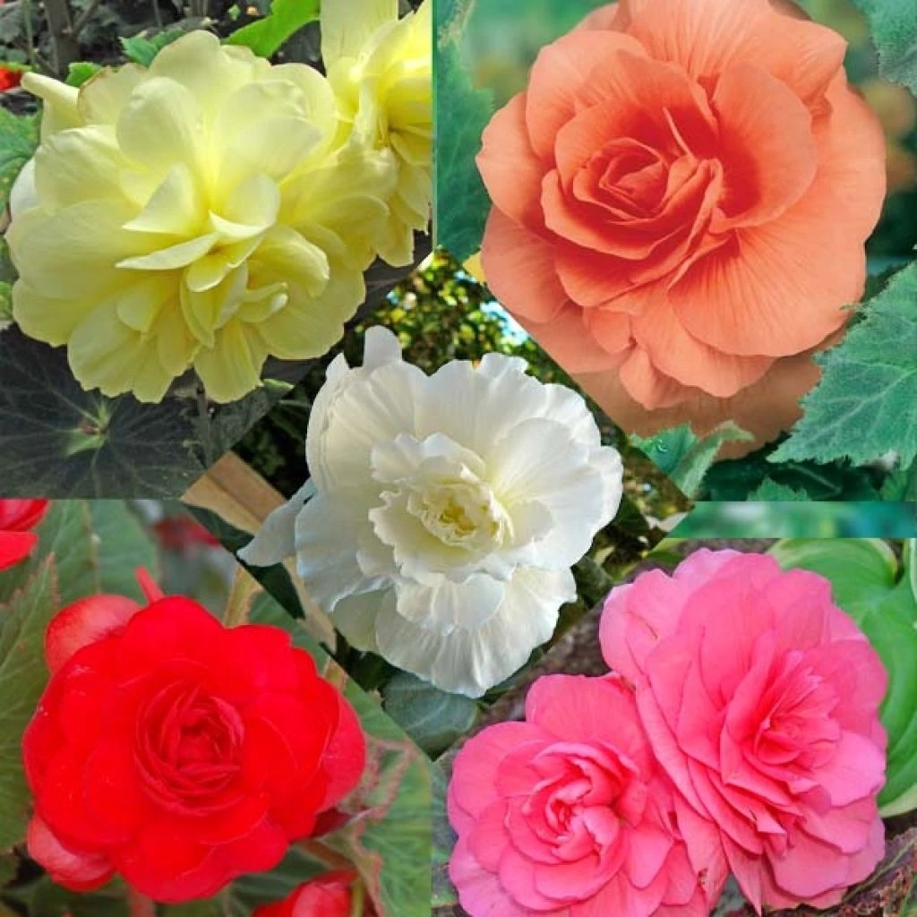 Collection 15 Begonias Grandifloras 1 Collection 15 Begonias Grandifloras