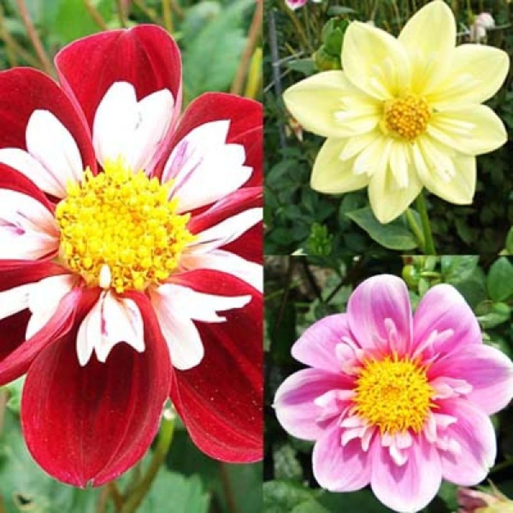 Collection Dahlias Collerette 1 Collection Dahlias Collerette
