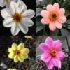 Collection Dahlias Happy Single