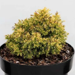 Cryptomeria Japonica Twinkle Toes