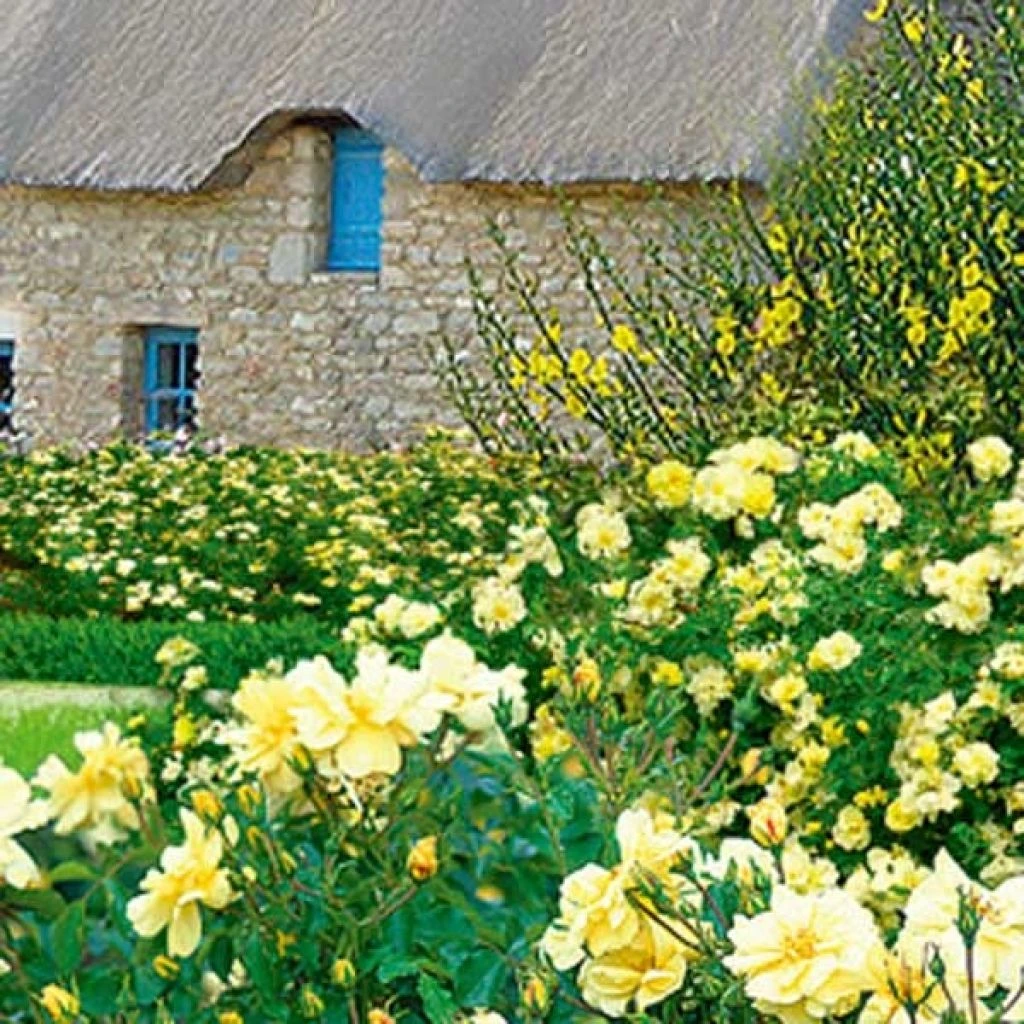 Rosier Décorosiers Celina 1 Rosier Décorosiers Celina