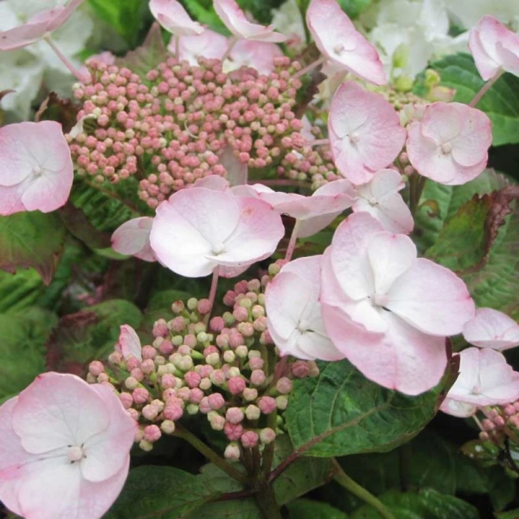 Hortensia - Hydrangea Macrophylla Dolce Gipsy 1 Hortensia - Hydrangea Macrophylla Dolce Gipsy
