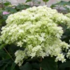 Hortensia Arborescens Hayes Starbust