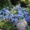 Hortensia - Hydrangea Macrophylla Generale Vicomtesse De Vibraye