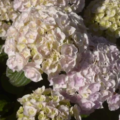Hortensia - Hydrangea Macrophylla Kazan