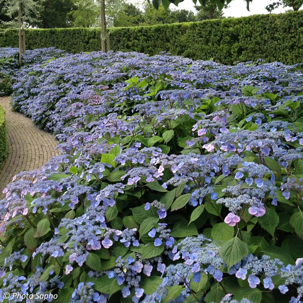 Hortensia - Hydrangea Serrata Veerle 1 Hortensia - Hydrangea Serrata Veerle