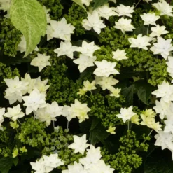 Hortensia - Hydrangea Macrophylla Fireworks White