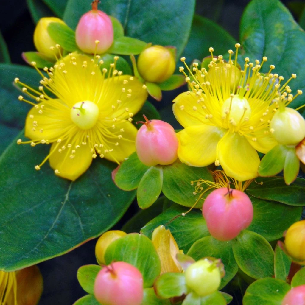 Hypericum Inodorum Magical Beauty - Millepertuis 1 Hypericum Inodorum Magical Beauty - Millepertuis