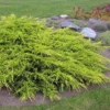 Genévrier - Juniperus X Media Pfitzeriana Aurea