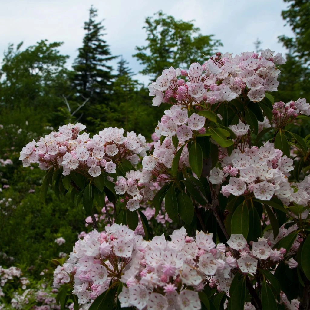 Kalmia Latifolia - Laurier Des Montagnes Rose Pâle 1 Kalmia Latifolia - Laurier Des Montagnes Rose Pâle