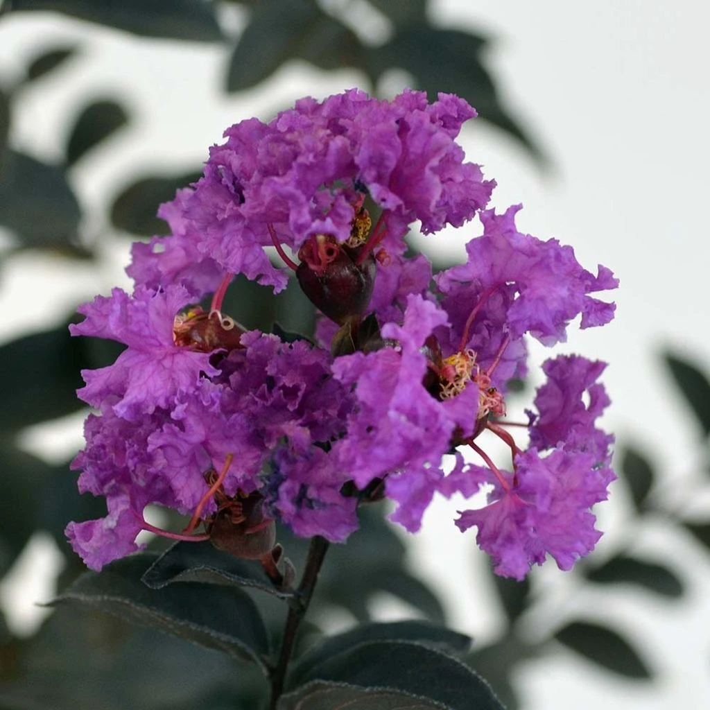 Lagerstroemia Indica Black Solitaire (Black Diamond) Purely Purple - Lilas Des Indes 1 Lagerstroemia Indica Black Solitaire (Black Diamond) Purely Purple - Lilas Des Indes
