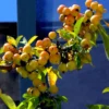 Pommier D'ornement - Malus Golden Hornet