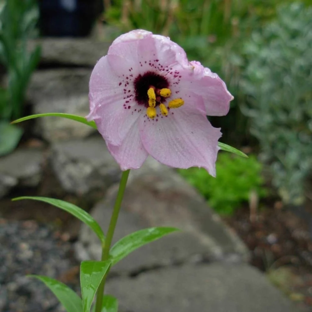 Nomocharis Aperta 1 Nomocharis Aperta