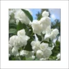 Seringat Blanc - Philadelphus Albâtre
