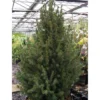 Picea Glauca December - Épinette Blanche