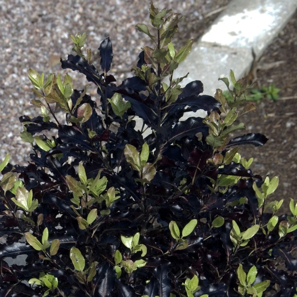 Pittosporum Tenuifolium Dark Diva - Pittospore à Petites Feuilles 1 Pittosporum Tenuifolium Dark Diva - Pittospore à Petites Feuilles