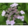 Hortensia Serrata Princesse Eugénie