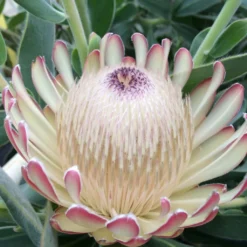 Protea Susara - Protée Hybride