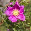 Rosier Botanique - Rosa Nitida