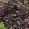 Sureau Noir - Sambucus Nigra Black Beauty (Gerda)