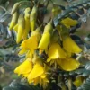 Sophora Microphylla Sun King