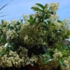 Viburnum Lucidum - Viorne Luisante