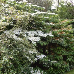 Viorne - Viburnum Plicatum Lanarth