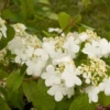 Viorne - Viburnum Plicatum Summer Snow Flake