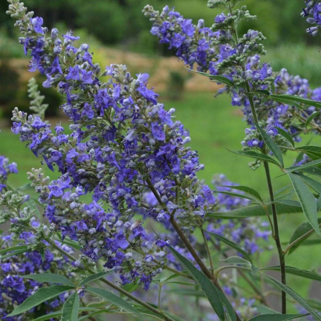 Vitex Agnus-castus Delta Blues - Gattilier 1 Vitex Agnus-castus Delta Blues - Gattilier