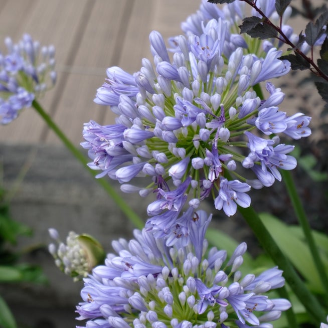 Fournitures De Jardin Soldes Magasin 24 Fournitures De Jardin Soldes Magasin -Fournitures De Jardin Soldes Magasin o1080162015620436106